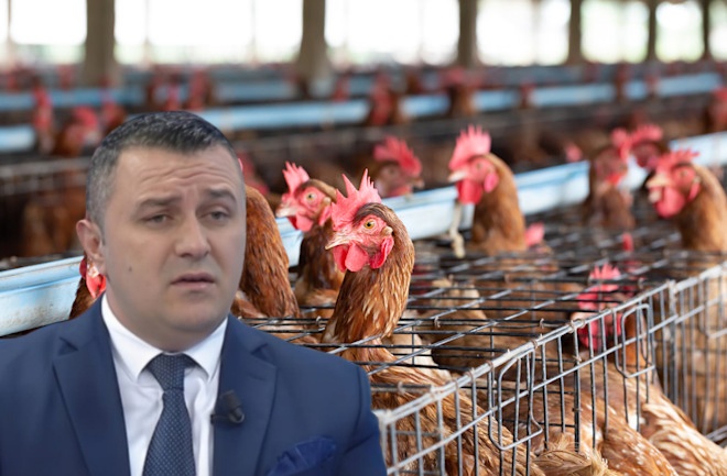 Gripi i shpendëve në Brazil/ Kosova ndalon importin, AKU pret pasojat te shqiptarët