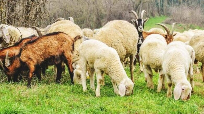 Kosova ndalon importin e deleve dhe dhive nga Maqedonia e Veriut pas konfirmimit të sëmundjes “Gjuha e Kaltër”