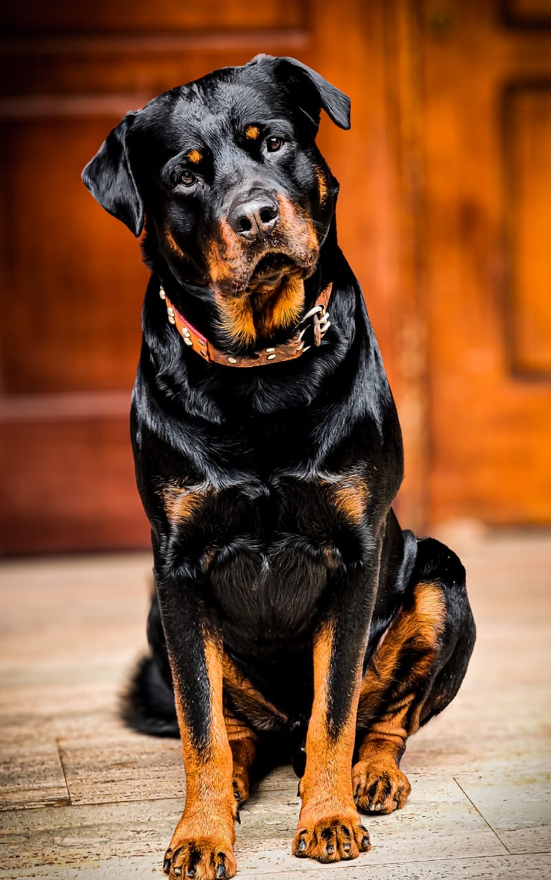 Reagon i zoti i Pablos për varrin në Dajt: Aty prehet qenushi im!