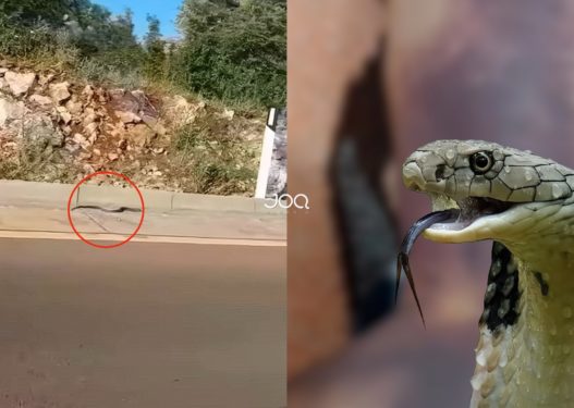 Qytetarja reagon pas videos së gjarprinjëve në Velipojë: Mua më pickuan 