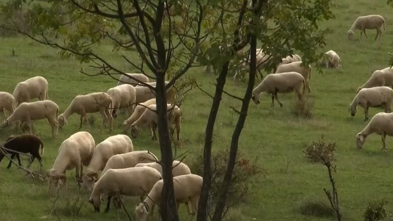 Kosova ndalon importin e deleve dhe dhive nga Shkodra dhe Kukësi