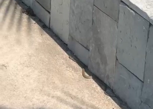 Alarm tek Equos Resort në Mullet: Shfaqen gjarpërinj tek pishinat