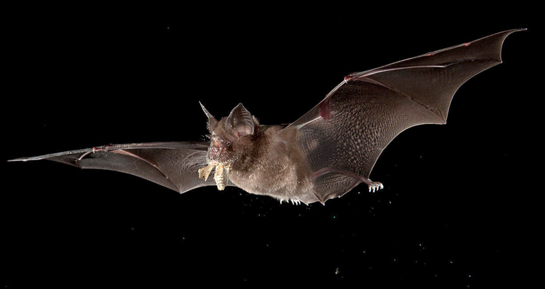 Kinë/ Lakuriqët e natës përhapin dy viruse të ngjashëm me ato të rrezikshëm si Nipah dhe Hendra