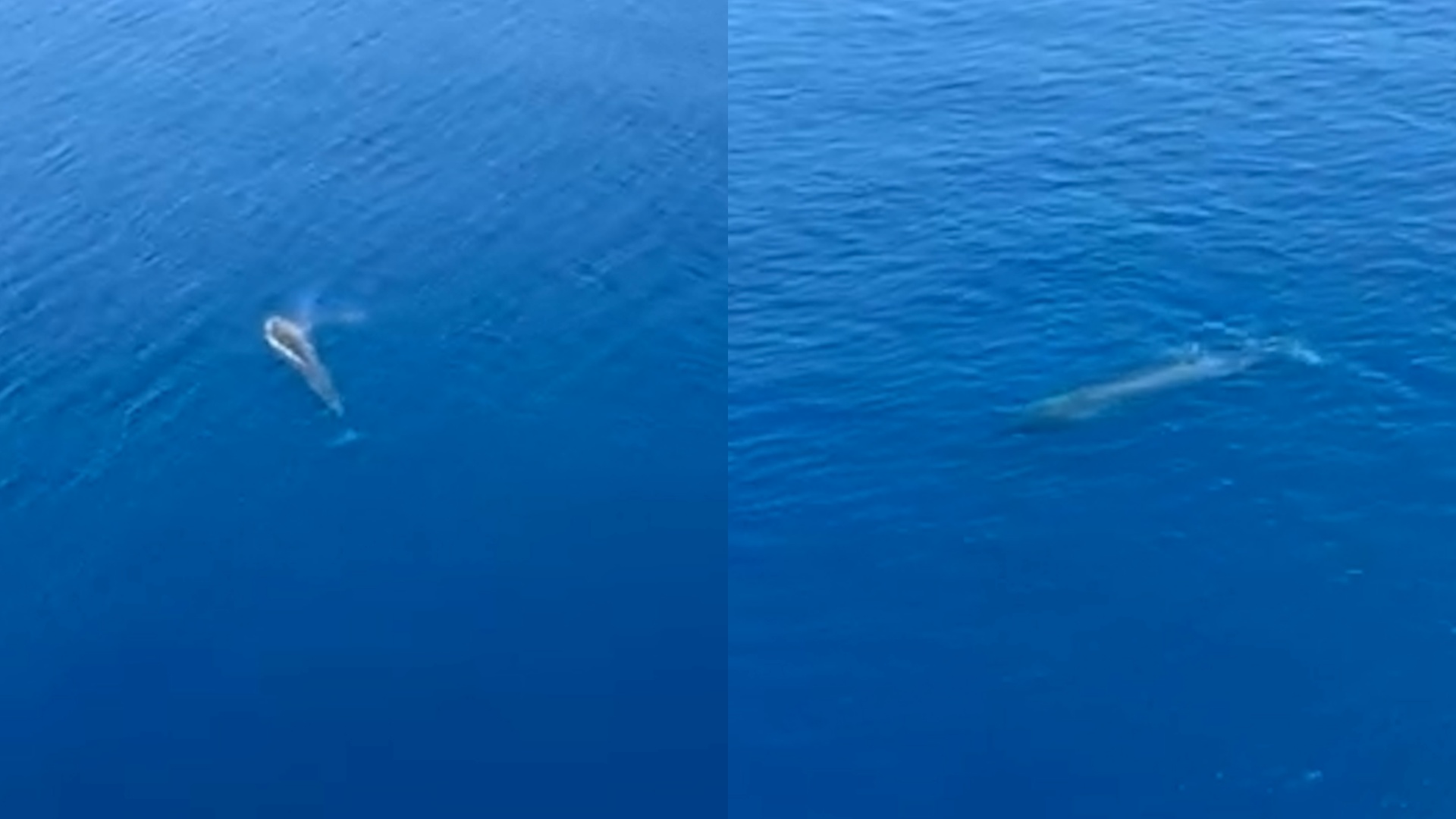 Balena noton e qetë pranë Karaburunit në detin Jon