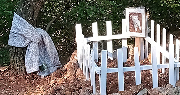 Varre qensh buzë rrugës në Dajt, qytetari: “Njerëzve ju kanë zënë ferra varret, këtu bëjnë ceremoni për kafshët!”