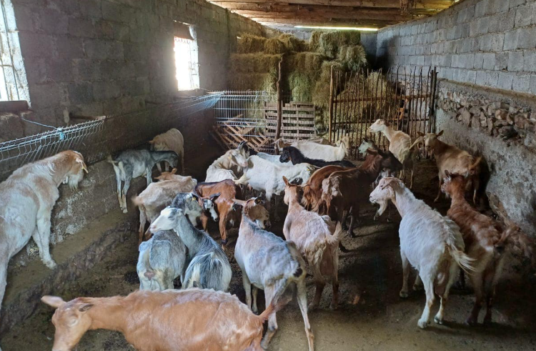Sëmundja e murtajës te bagëtitë, zbulohet një vatër e re në Zallbastar të Tiranës