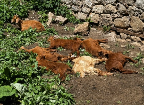 Murtaja e bagëtive, konfirmohet vatra e parë edhe në qarkun e Korçës