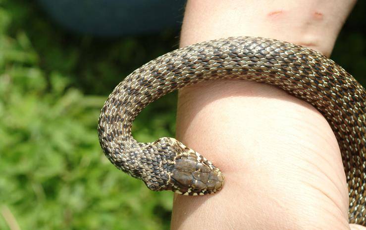 IKSHPK bën thirrje për kujdes nga gjarpërinjtë