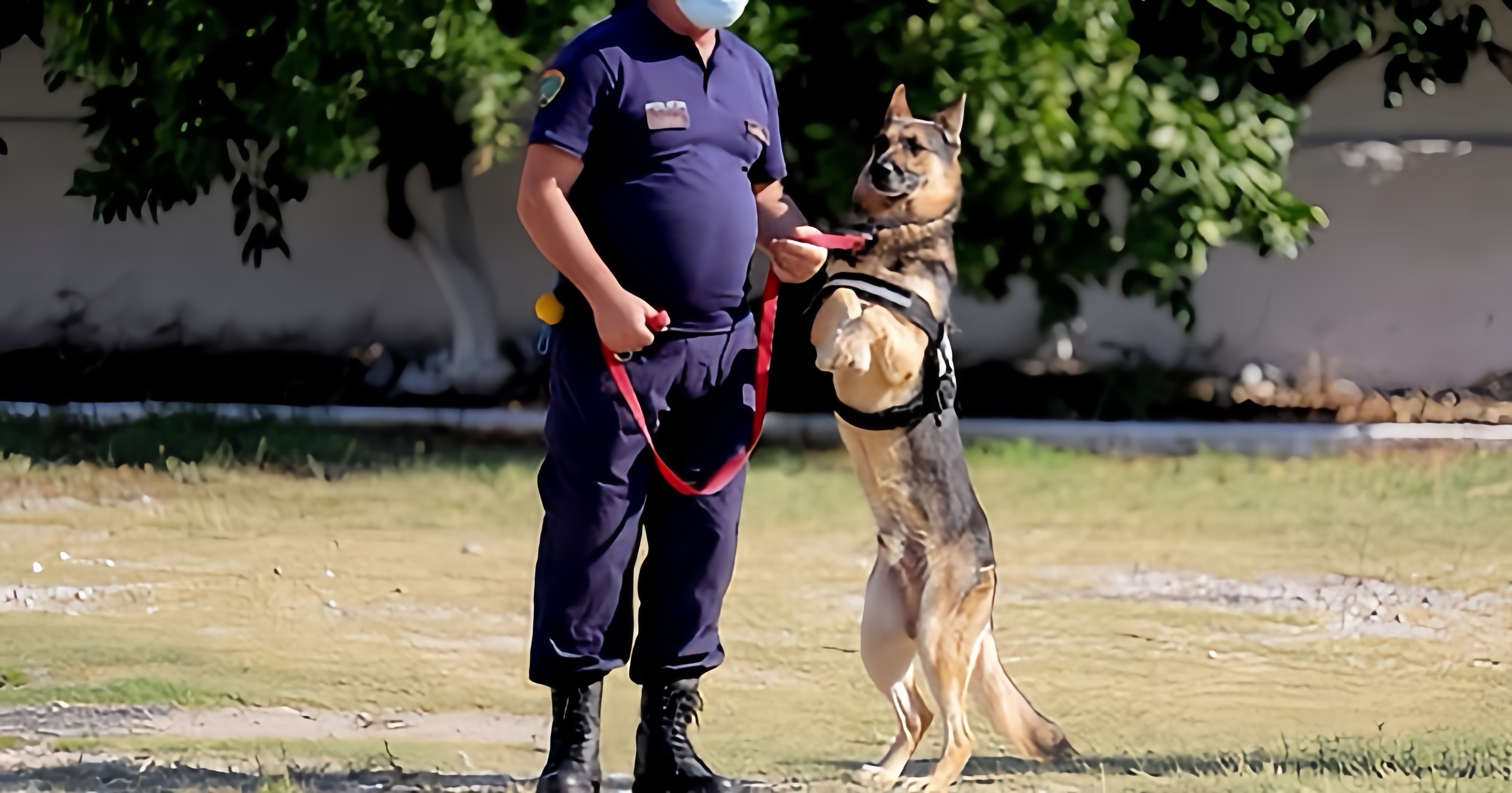 Policia nxjerr në ankand qentë e antidrogës, 100 mijë lekë më i liri