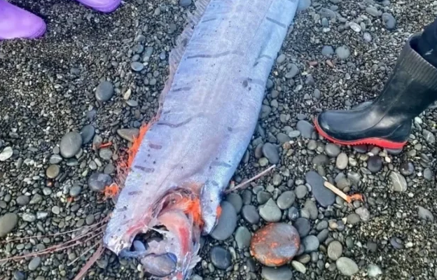 Dalin në sipërfaqe 3 peshq të “Kiametit”, legjenda japoneze: Paralajmërojnë katastrofë