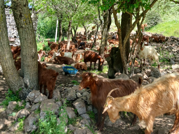 Sëmundja e murtajës në Martanesh, ngordhin mbi 150 bagëti, rrezikohet e gjithe tufa