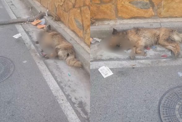 Helmohet një qen te pallatet  Çabej  në Tiranë  thirrje për reagim