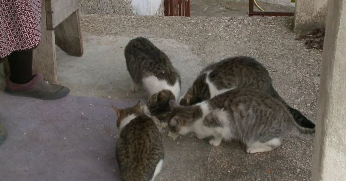 Bashkia e Tiranës gjobit 82-vjeçaren që ushqente macet e rrugës