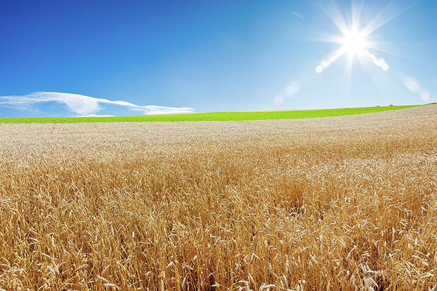 Fermerit në Rahovec i digjen 15 hektarë grurë: 950 mijë kilogram grurë ishin në ato ara