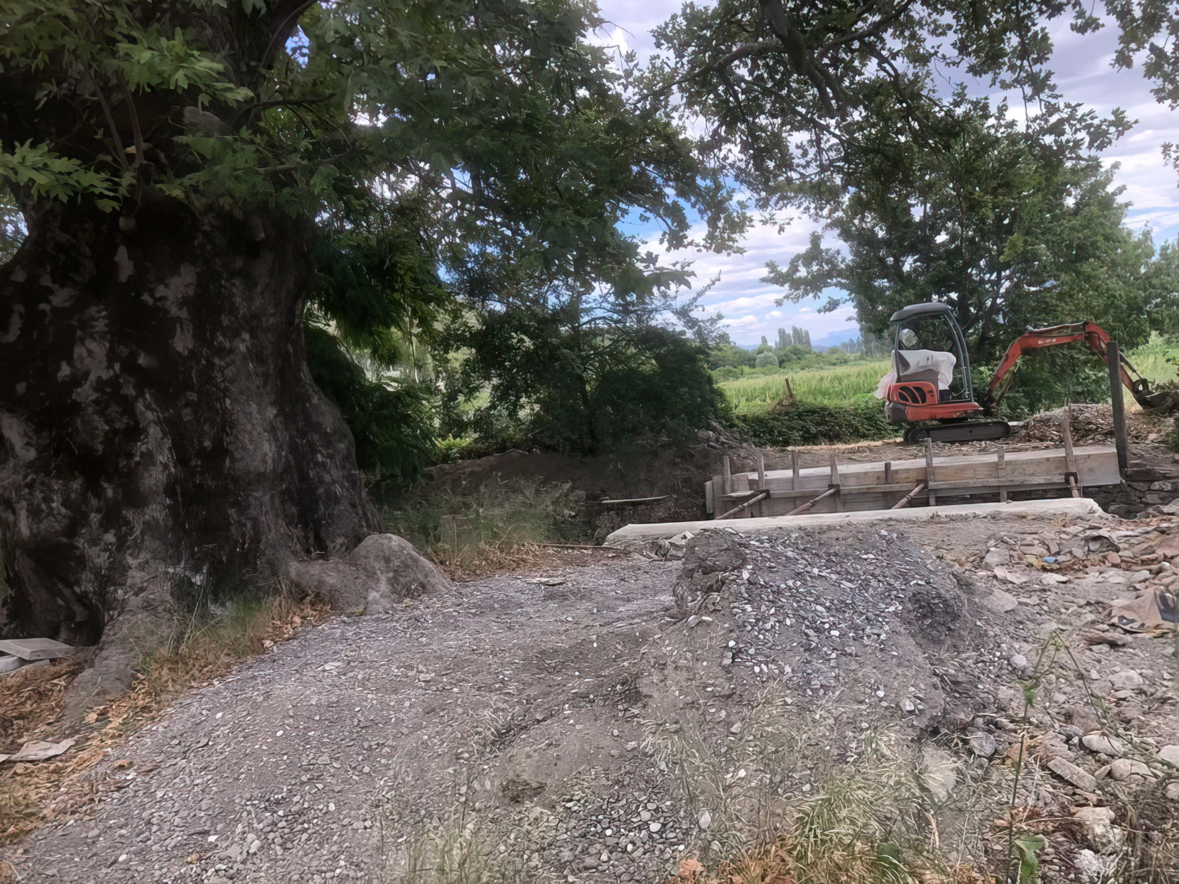 Shkodrani denoncon: Po betonohet hapësira rreth pemës shekullore në Juban