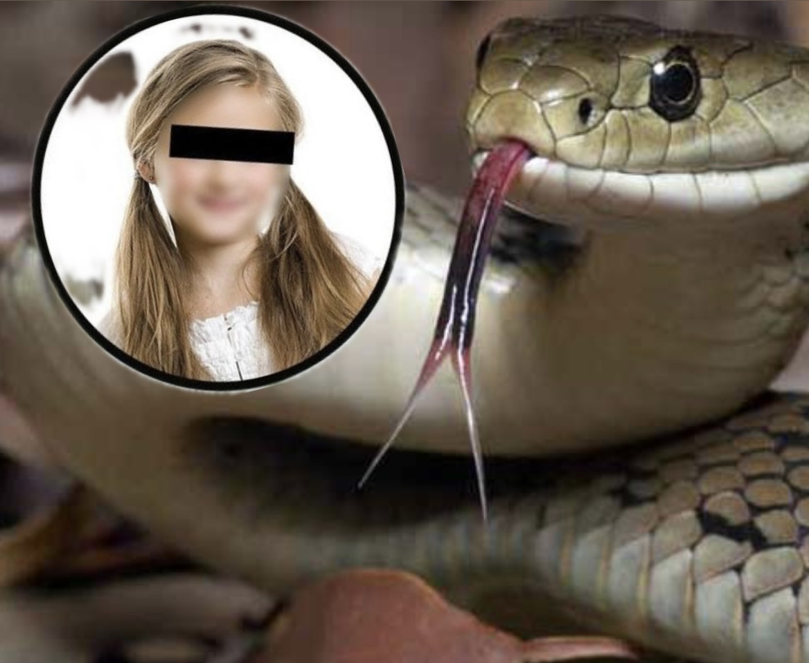 E reja pickohet nga gjarpri në Përmet  spitalet pa kundërhelm  rrezikoi të humbiste këmbën 