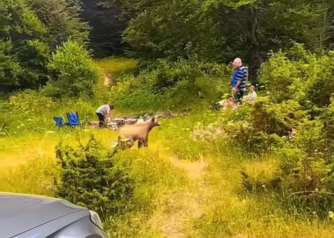 “Ik andej!”, Familja shqiptare nga Kosova tremb arushën në mal duke bërë fli