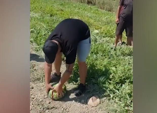 Shalqiri në Imsh kalbet në ara  fermerët të braktisur përballë tregut