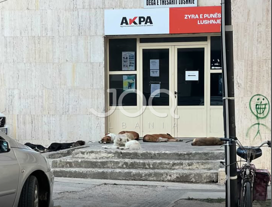 Qentë endacakë në radhë për të kërkuar punësim te Zyra e Punës në Lushnjë