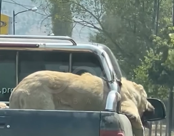 I lidhur në karrocerinë e makinës, qeni vuan nën temperaturat përvëluese