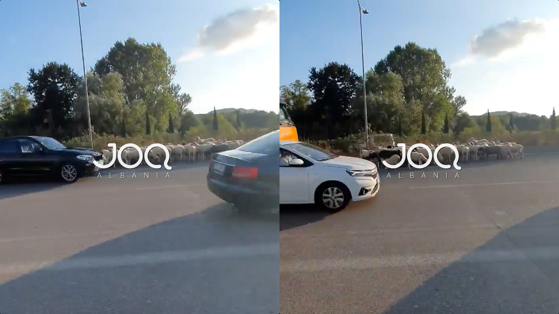Pas gruas që ecte kundërvajtje, një tufë me dele shfaqet në mes të autostradës