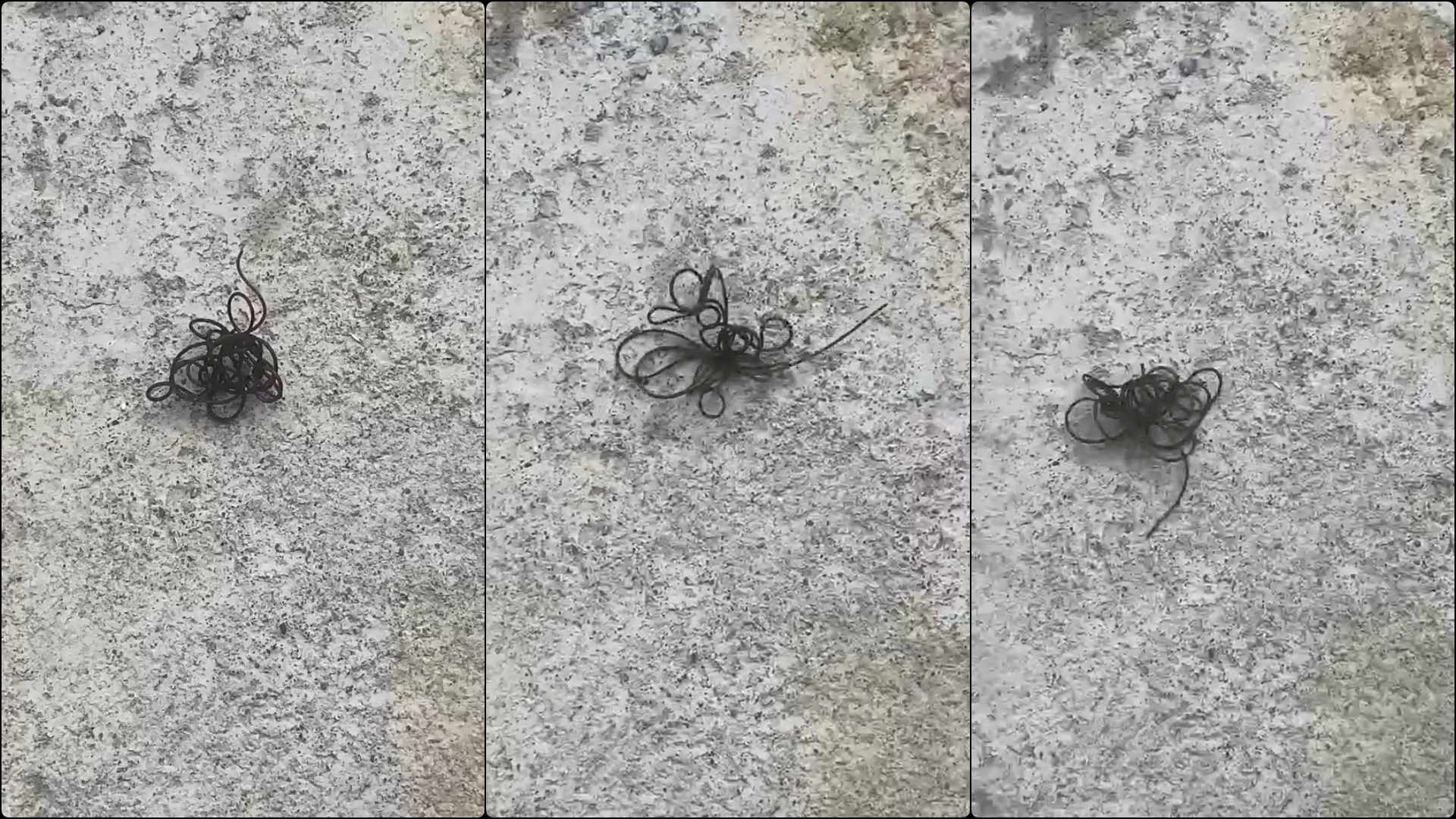 Gjallesë e çuditshme del nga rubineti i ujit, çfarë lloji është?