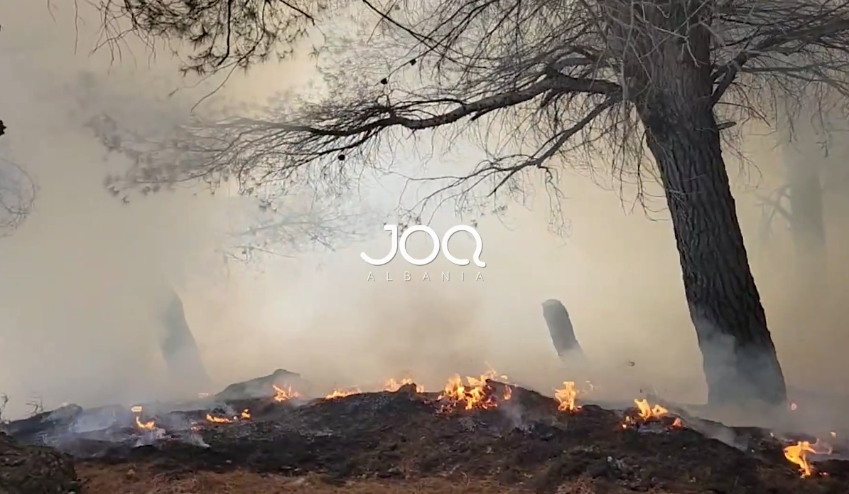 Zjarr i përmasave shqetësuese në Drenovë, kërcënohet pylli dhe ullishtet në Mallakastër