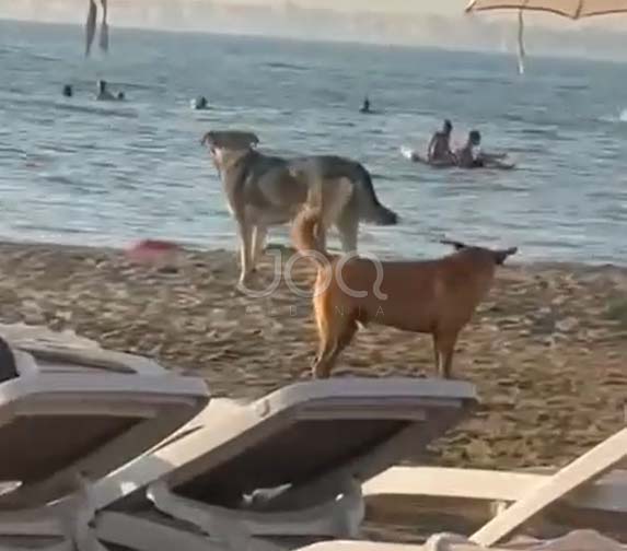 Qentë endacakë pushtojnë plazhin e Qerretit  pushuesit të frikësuar