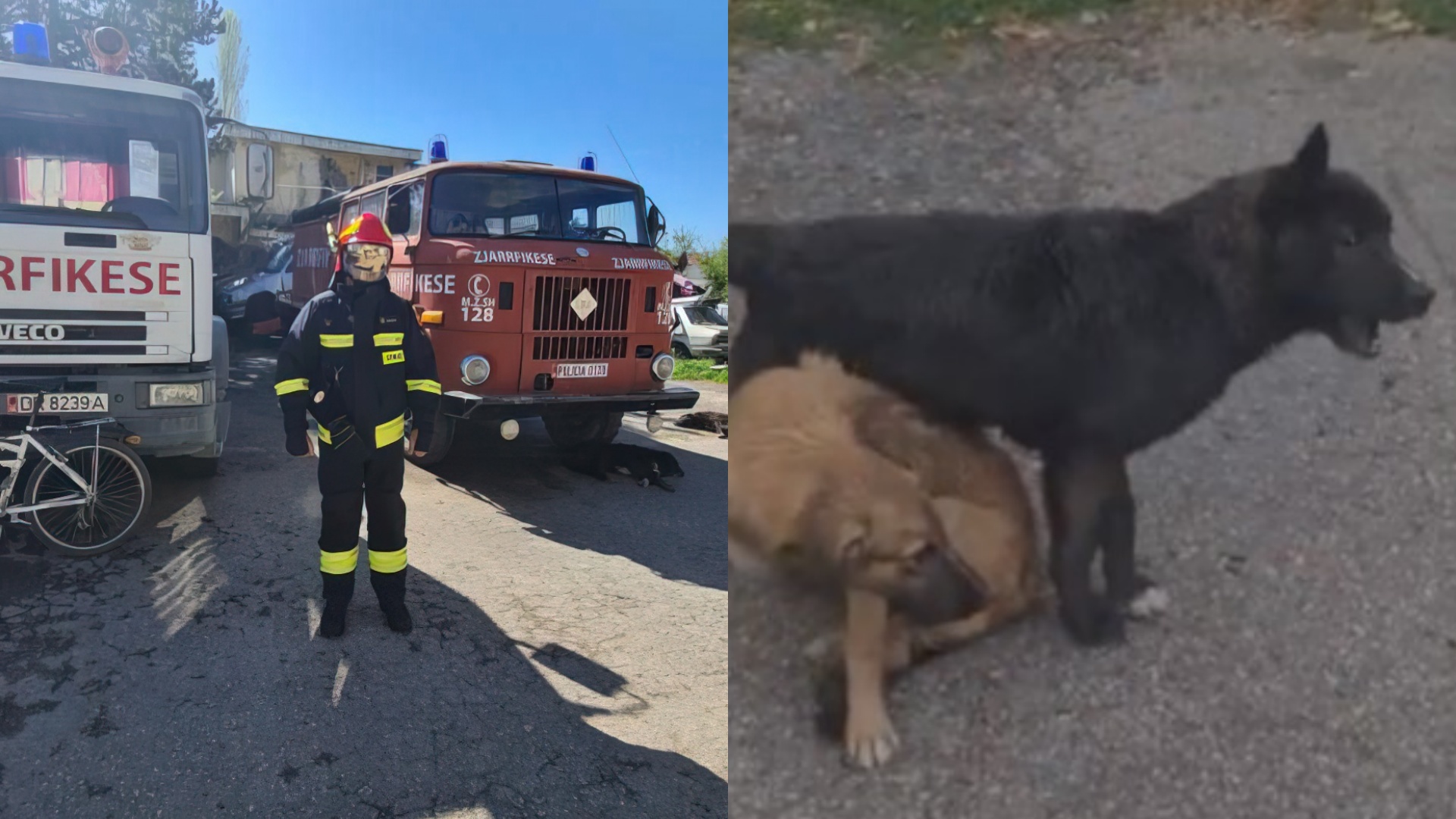 “Unë e rrita me shpirt si fëmijë, ZIKO ngordhi sot e helmuan”