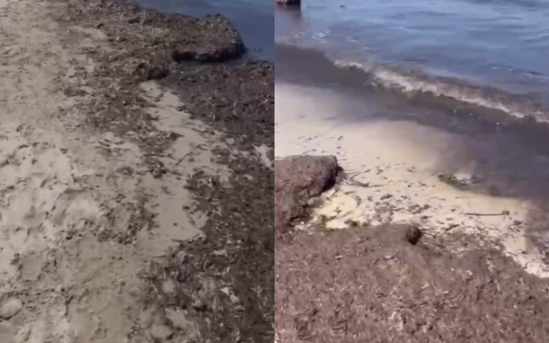 Plazhi i Qerretit i mbuluar nga algat prej dy javësh, kërkohet ndërhyrje nga bashkia