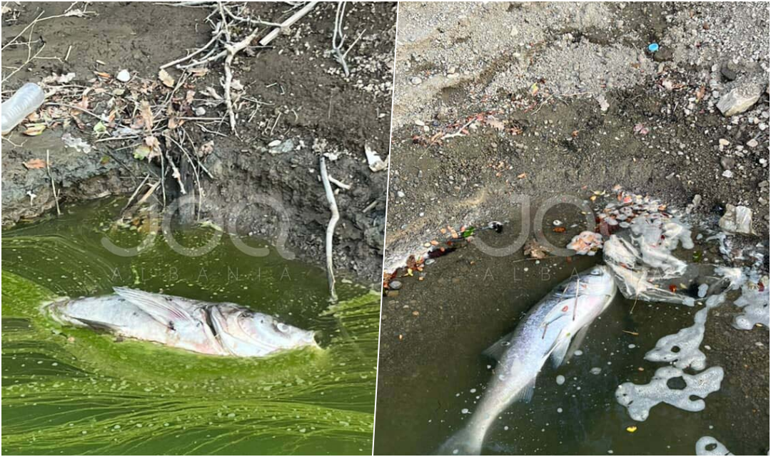 Liqeni i Treganit në Elbasan po shkatërrohet: Ndotje, peshq të ngordhur dhe rrezik tharjeje!