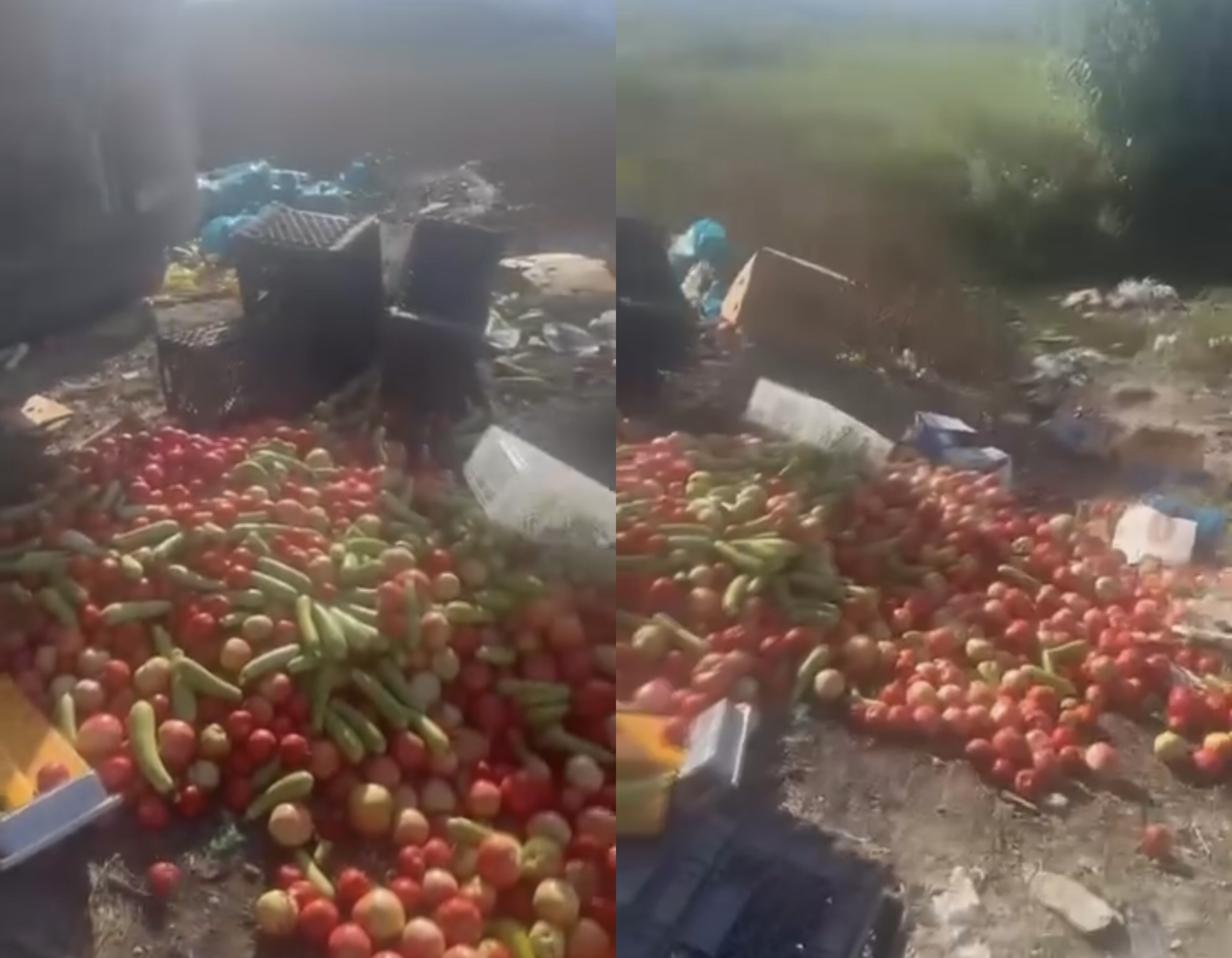 “Edhe falas t’ua japësh s’i marrin”, fermerët hedhin në rrugë prodhimet e tyre