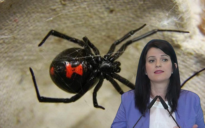 E moshuara 24 h pa mjekim, në QSUT s’ka kundërhelm ndaj merimangës së zezë