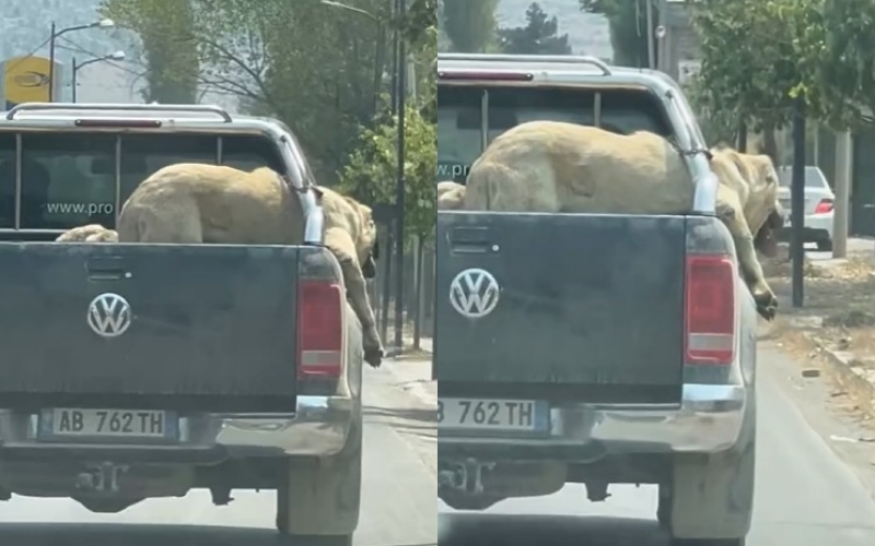 Pas denoncimit në JOQ, procedohet kuksiani që keqtrajtoi qenin