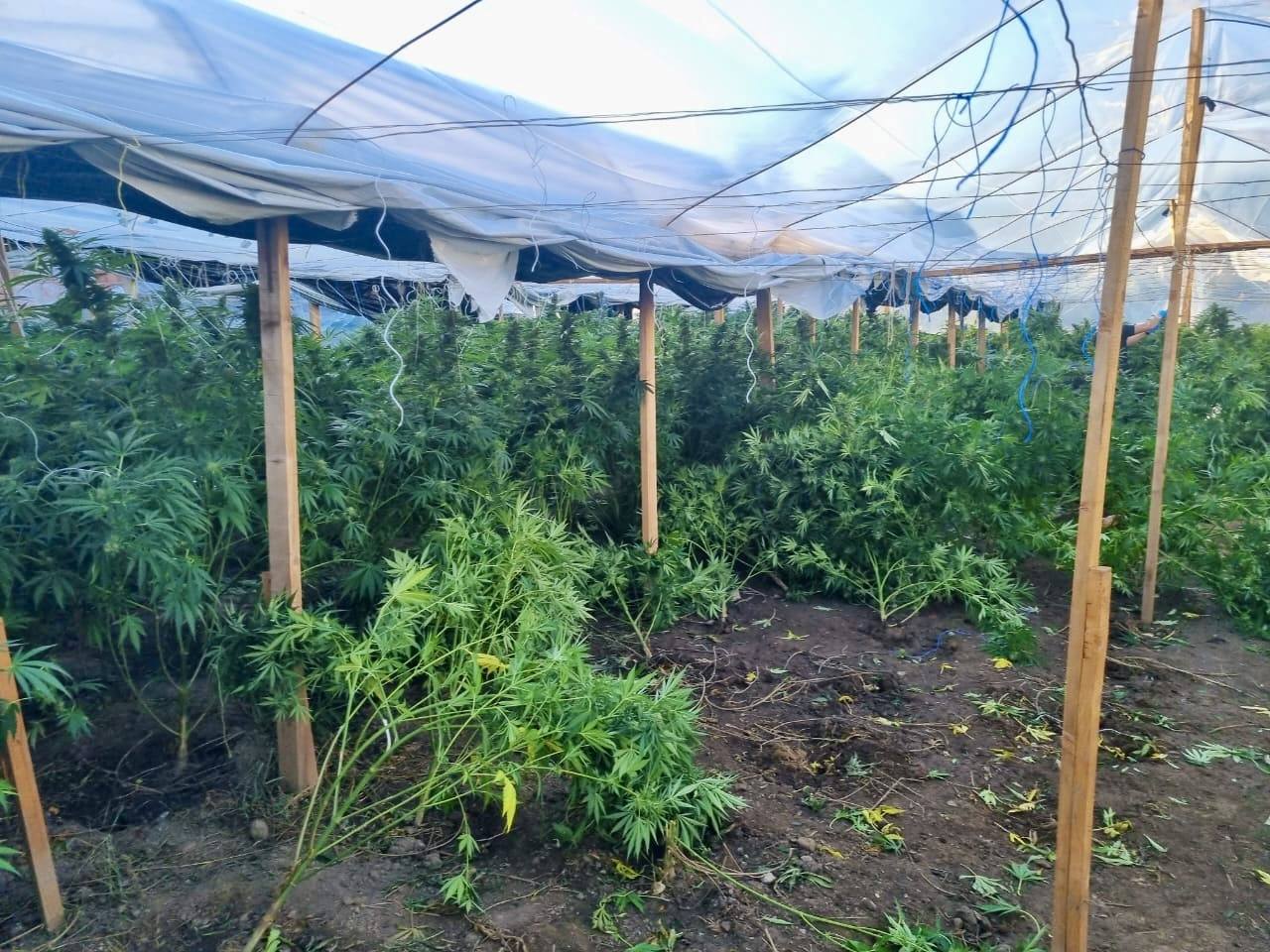 Plantacionet e kanabisit në Gjilan, konfirmohet arrestimi i asamblistit të VV-së