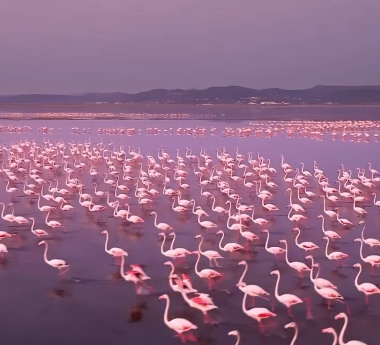 Pamje të magjishme nga flamingot në Lagunën e Nartës, rrezikohen nga aeroporti i Vlorës
