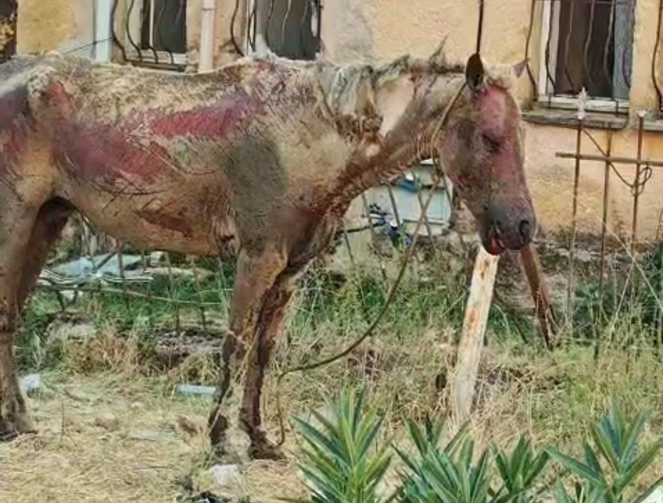 E dhimbshme! Kali i djegur rëndë nga zjarri endet në tokën e bërë djerrë