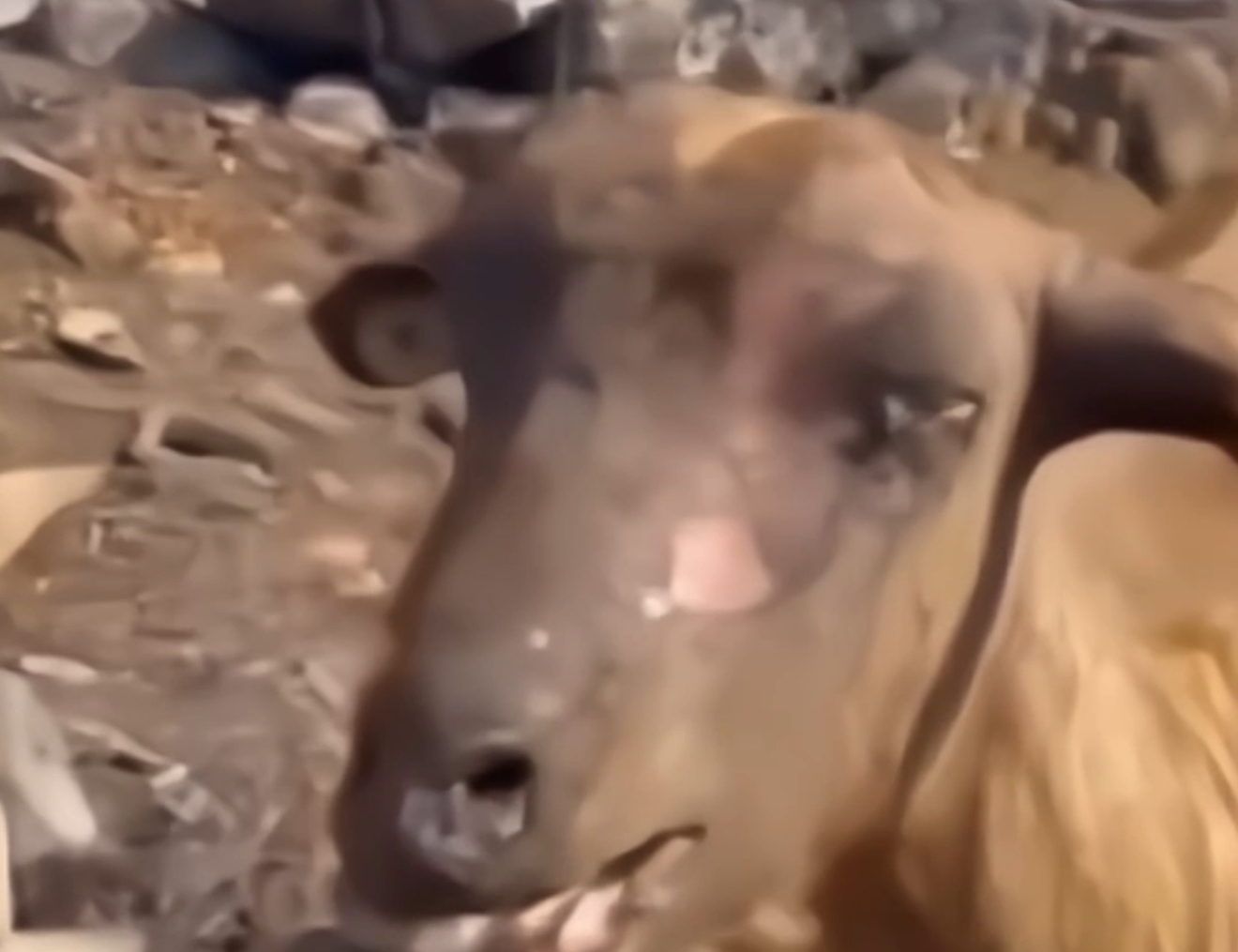 Delet e gjora të djegura nga flakët e zjarrit