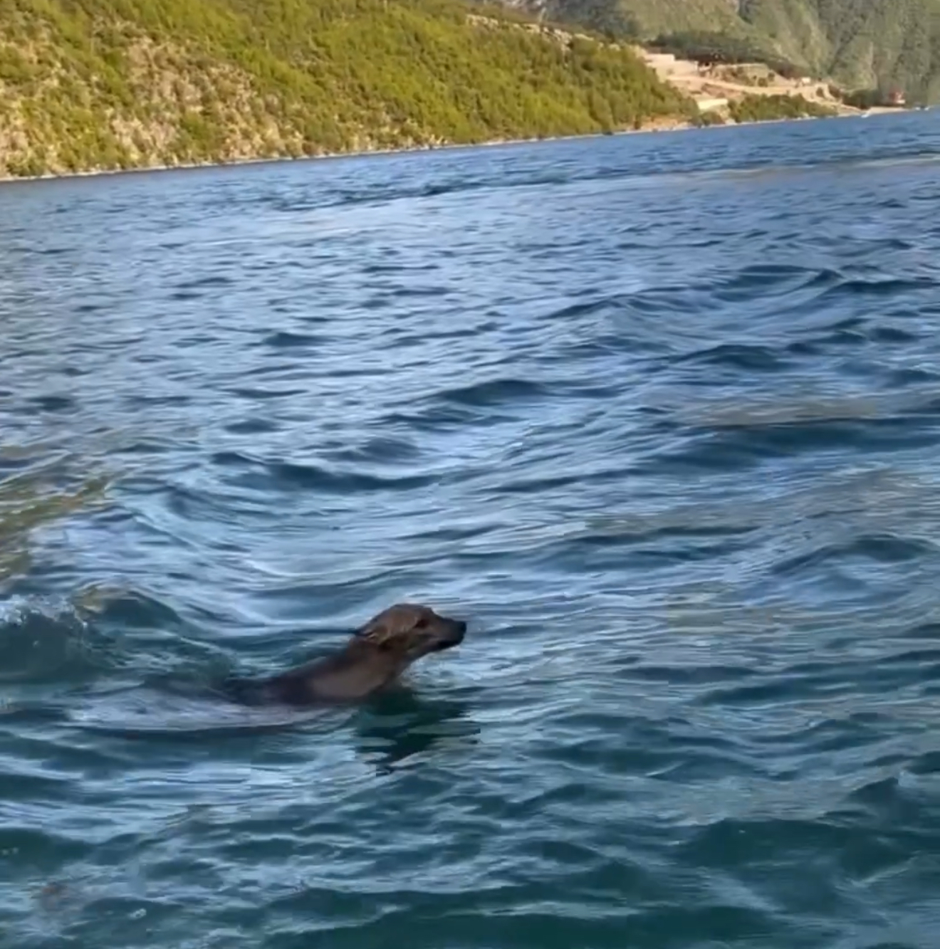 Filmohet ujku duke notuar në liqenin e Komanit