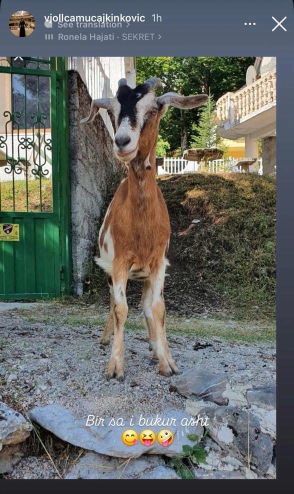 Ish-gruaja krahason Baromin e Fondit Besa me dhi, pasi ngriti mollëzat me botoks