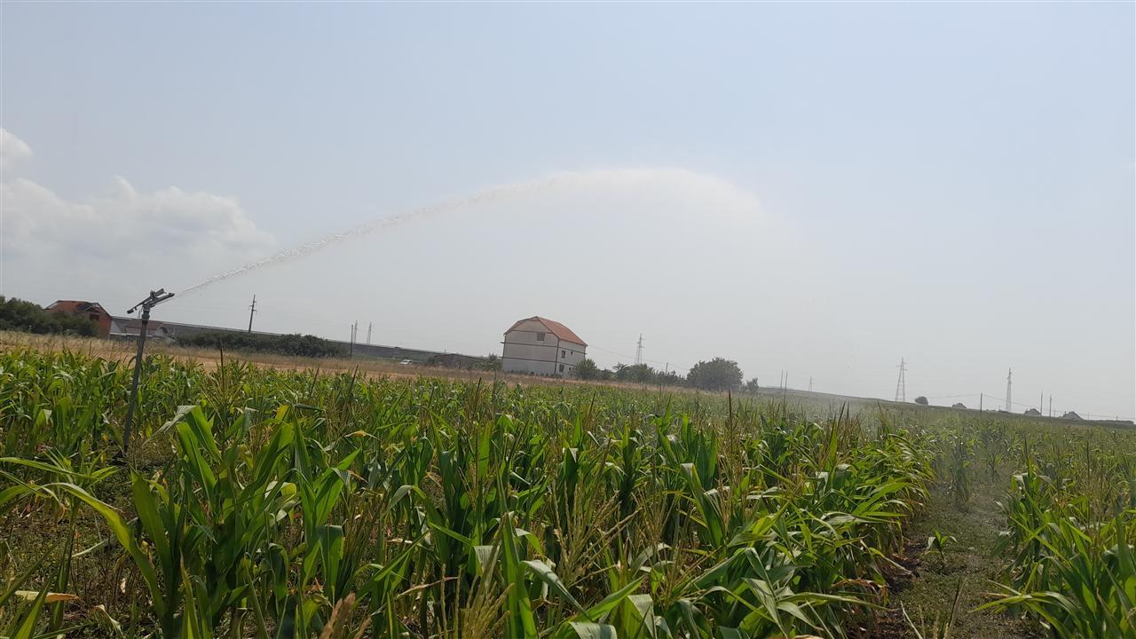 Vrasja e 57-vjeçarit në Berat, bashkë me fqinjin po ruanin arat me misër nga derrat e egër