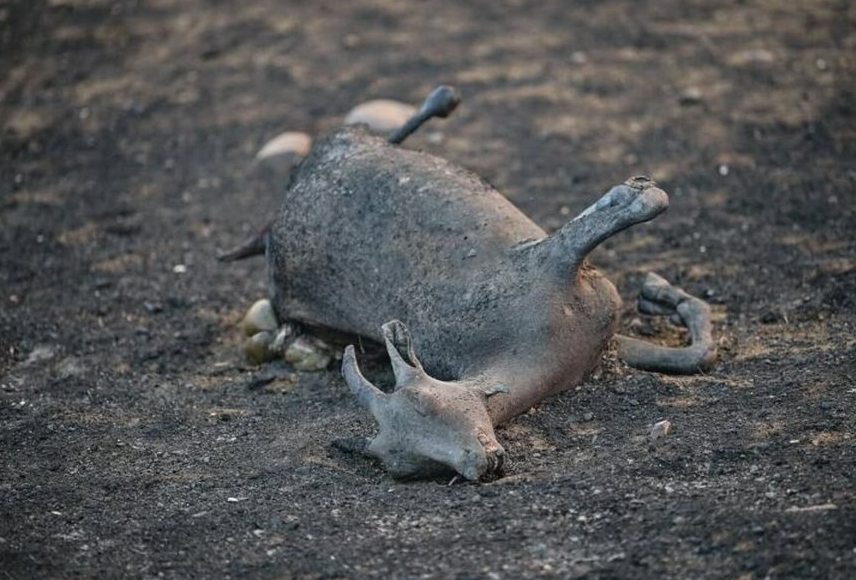 133 krerë bagëti dhe mbi 600 zgjoje bletësh të djegura nga zjarret, nis groposja e tyre