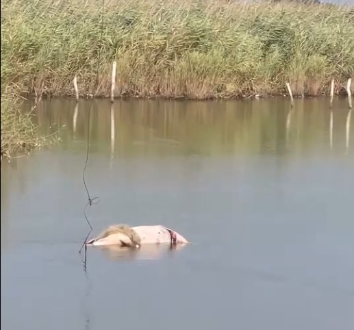 Situatë shqetësuese në Tale, kafsha e pajetë hidhet në mes të plazhit