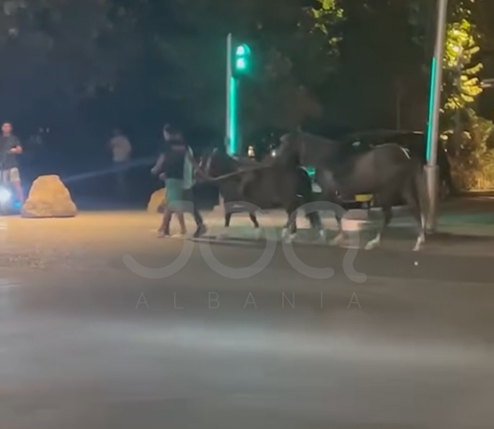 Skenë e pazakontë në Tiranë: Dy të rinjtë shëtisin me kuaj përdore në qendër të kryeqytetit