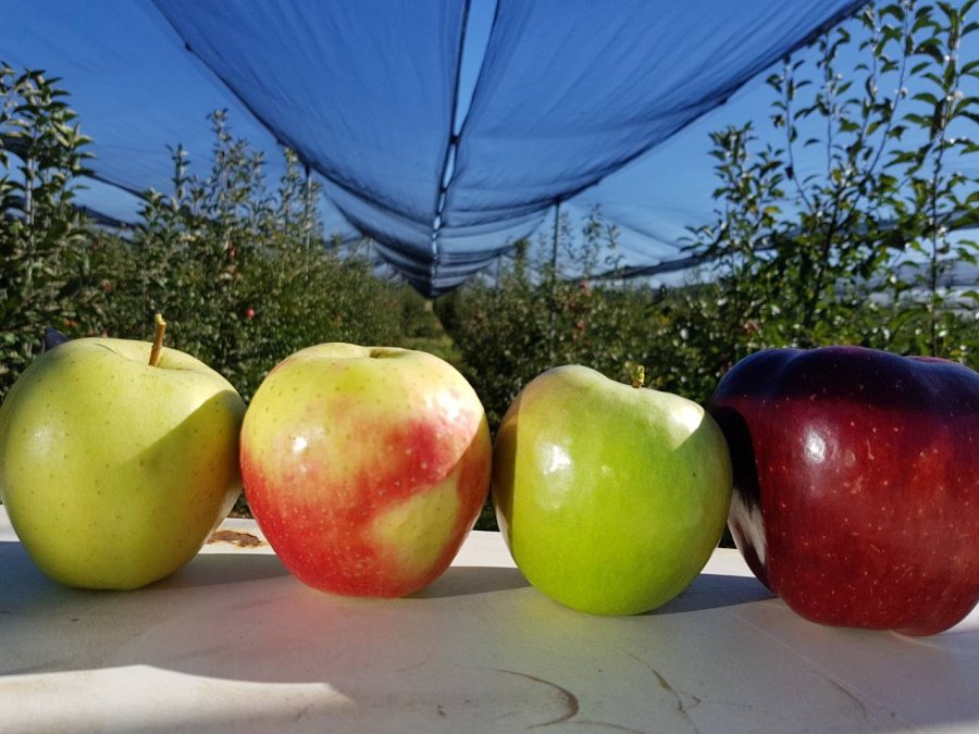 Dieta e mollës, për të pastruar trupin dhe për të humbur peshë