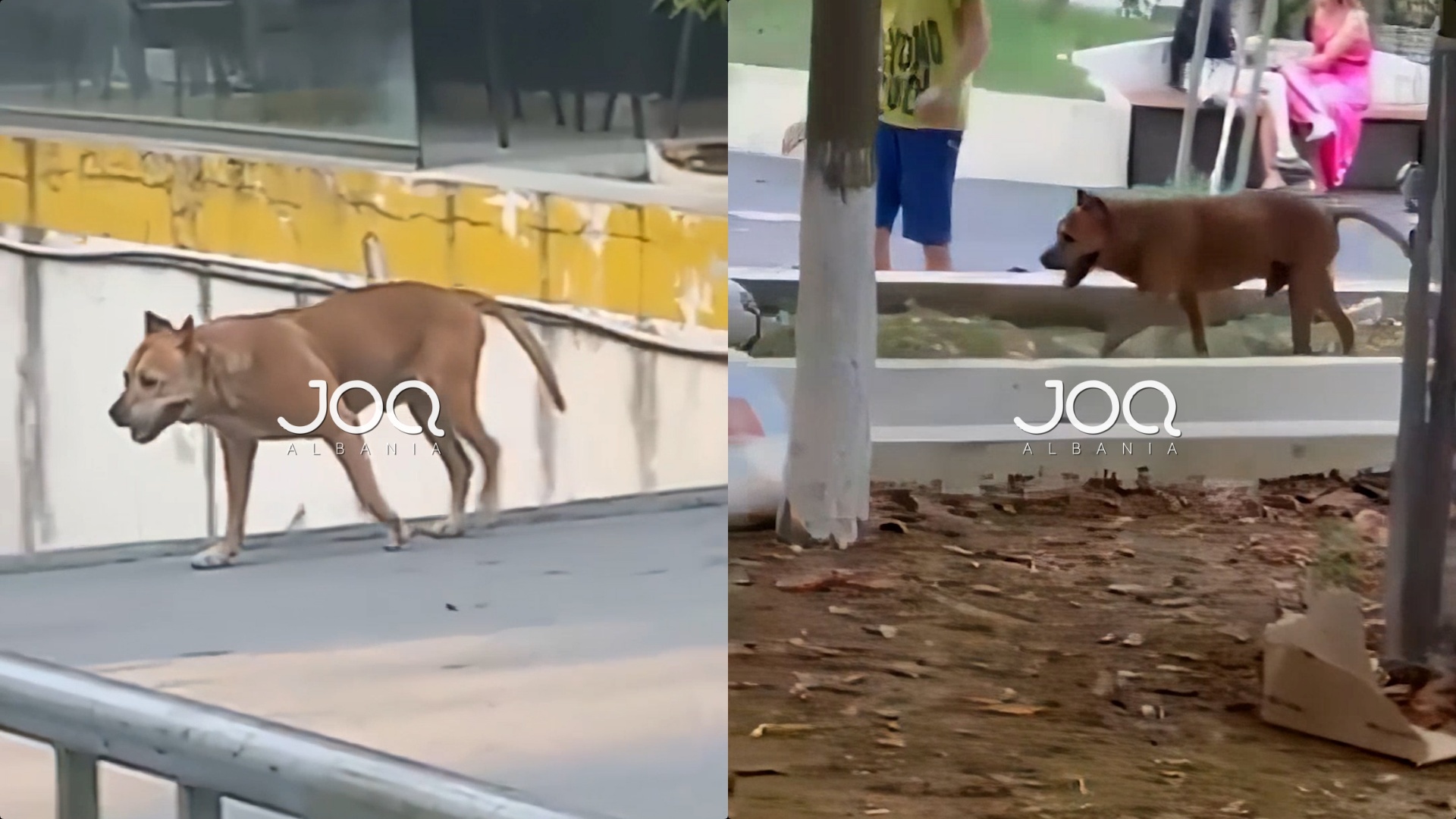 ‘Pit Bulli’ ka tre ditë që po terrorizon banorët e Yzberishtit, të merren masa