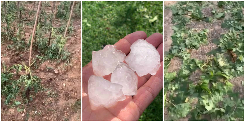 Breshëri sa një ‘grusht’ në Priskë! Dëme të mëdha te prodhimet bujqësore