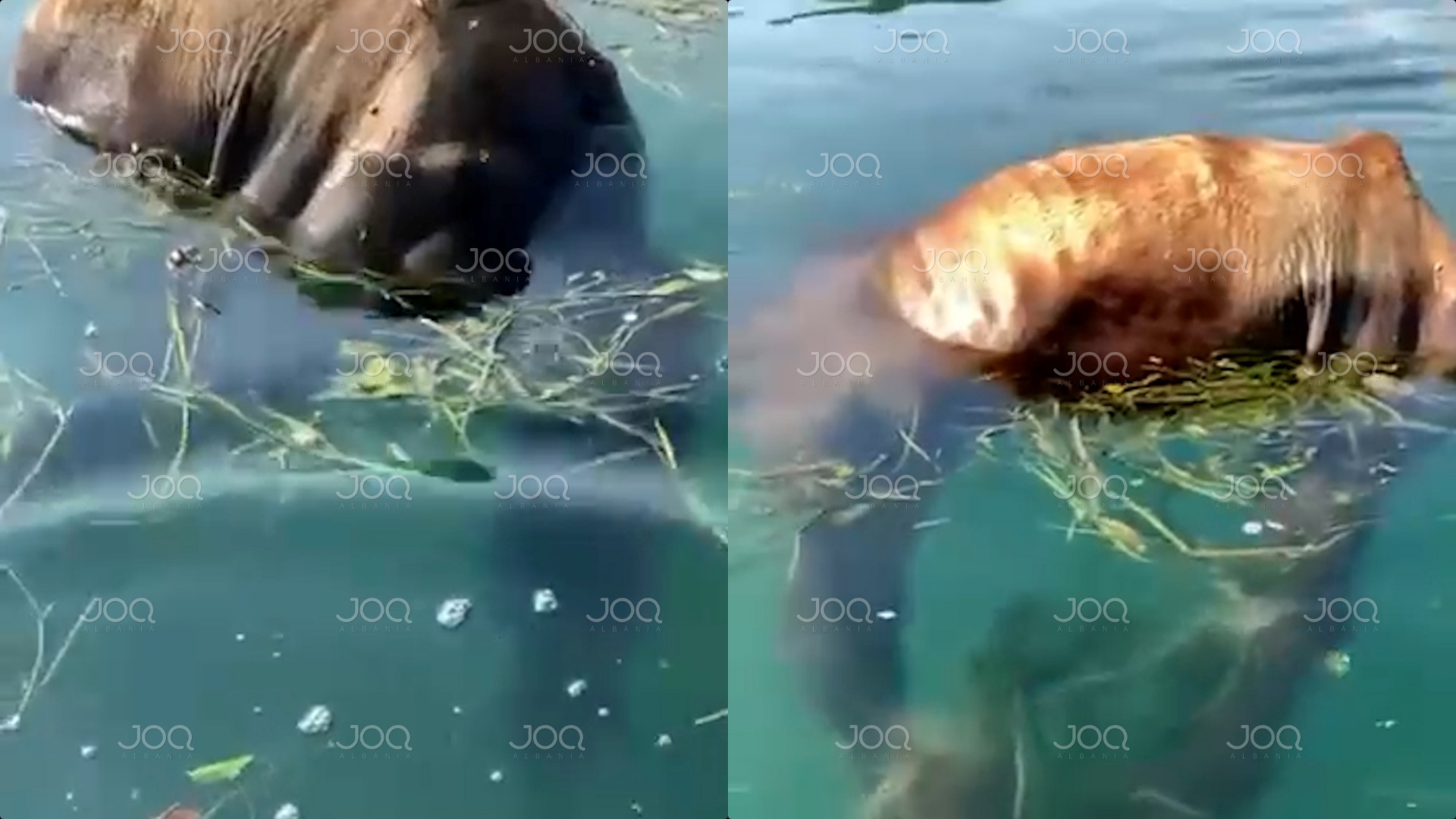 Vazhdon keqtrajtimi i kafshëve! Pas Llogarasë, në Shkodër kalin e lidhën dhe e hodhën në ujë