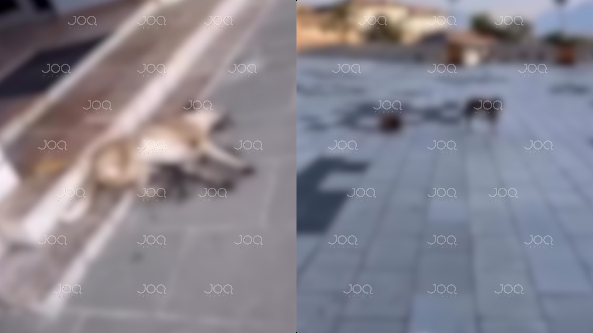 Tre qen e mace helmohen nga njerëz që s’i tremben ligjit në Gjirokastër