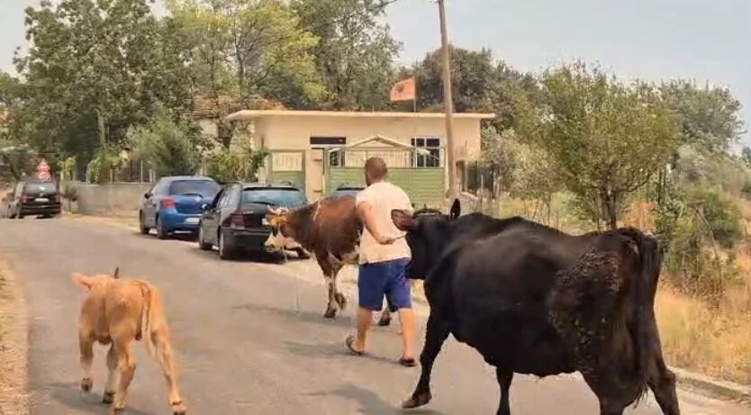 Gramshi në flakë, banorët shpëtojnë bagëtitë nga ‘ferri’ i zjarreve